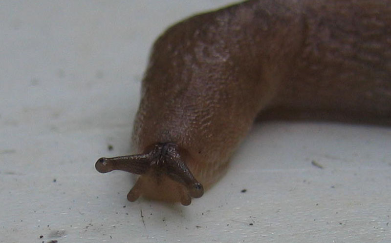 Limax montanus da Sopramonte (TN)